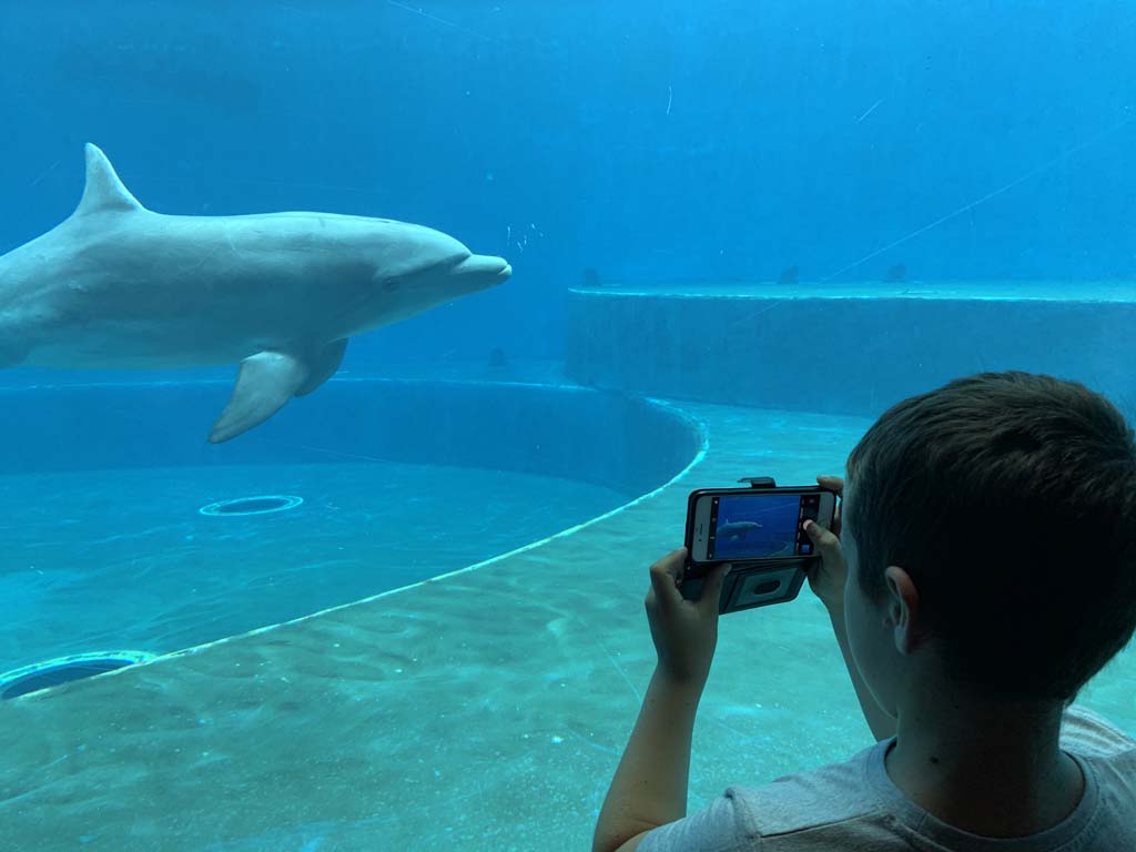 Bij de dolfijnen blijven we lang kijken.