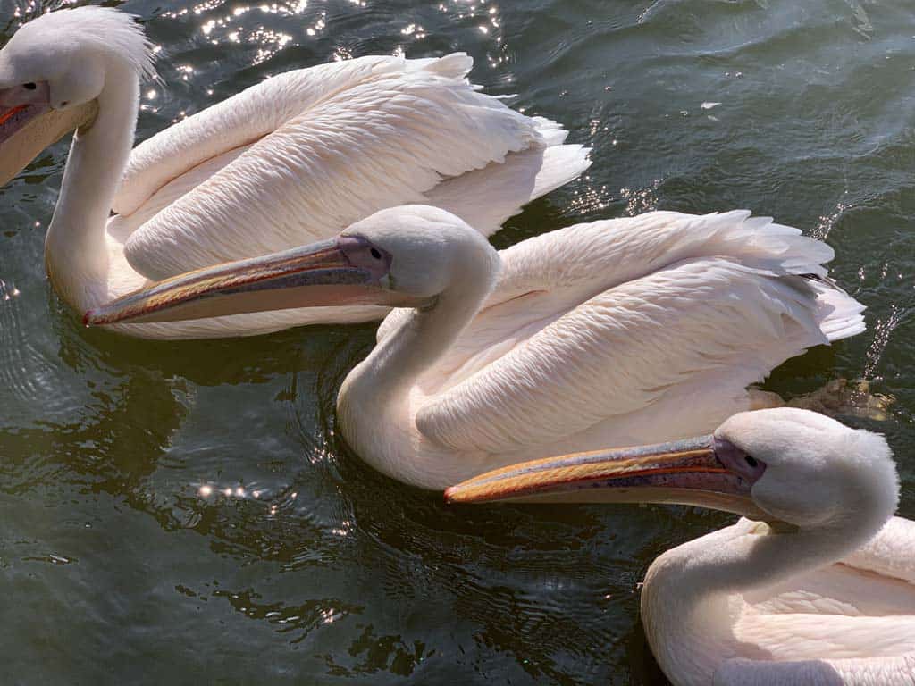 We krijgen er geen genoeg van om naar de pelikanen te kijken.