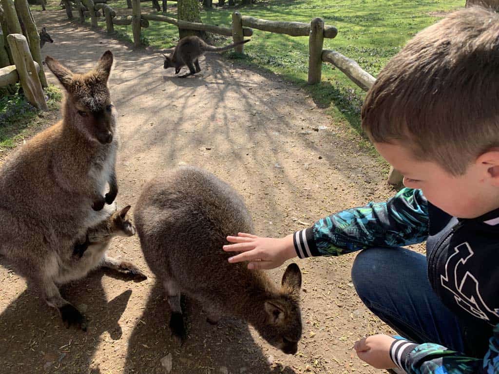 Wandelen door het kangoeroeverblijf. We kunnen ze zelfs aaien!