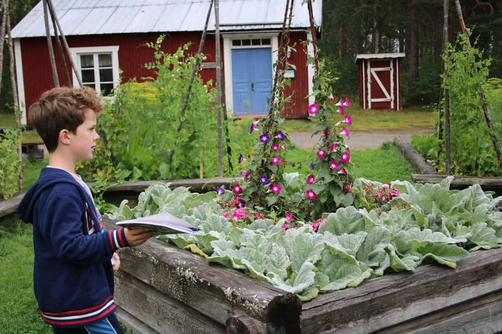 De tuin staat vol gewassen die het barre winterklimaat van Lapland aankunnen.