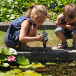 Waterlelietuin Latour-Marliac