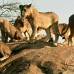 LionPride806x291