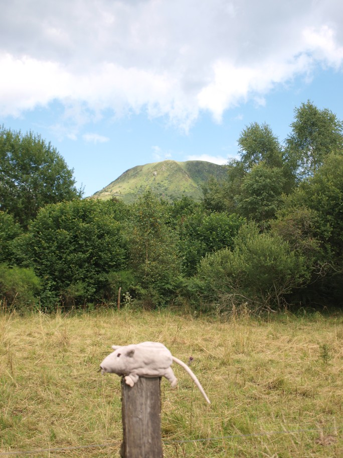 Muis bij Puy de Dome (2010)