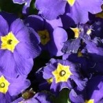pansies727x272