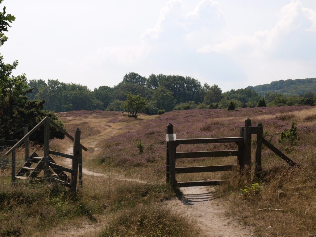 NP Stenshuvud, soms lijkt het de Veluwe wel....