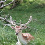 Bezoekerscentrum De Oranjekom, Waterleidingduinen, herten, natuurgebied, bunker, natuurmonumenten, wandelen, activiteit, kinderen, eropuit