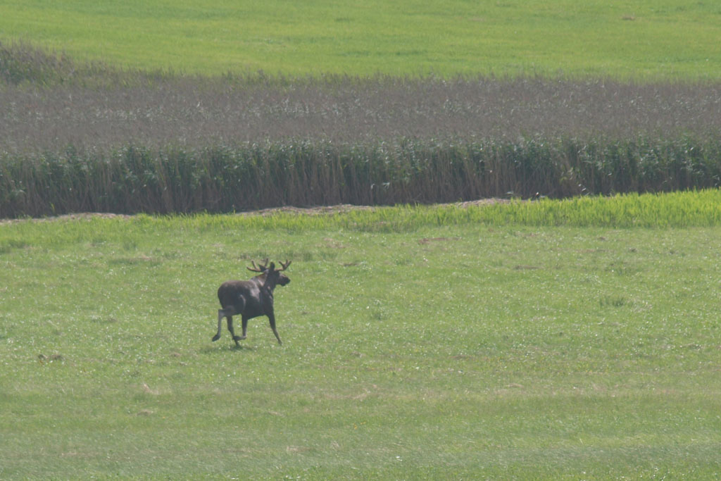 Elanden... zelfs aan de Zweedse kust kunnen ze zomaar de weg op rennen. Met deze joekel ging het net goed.