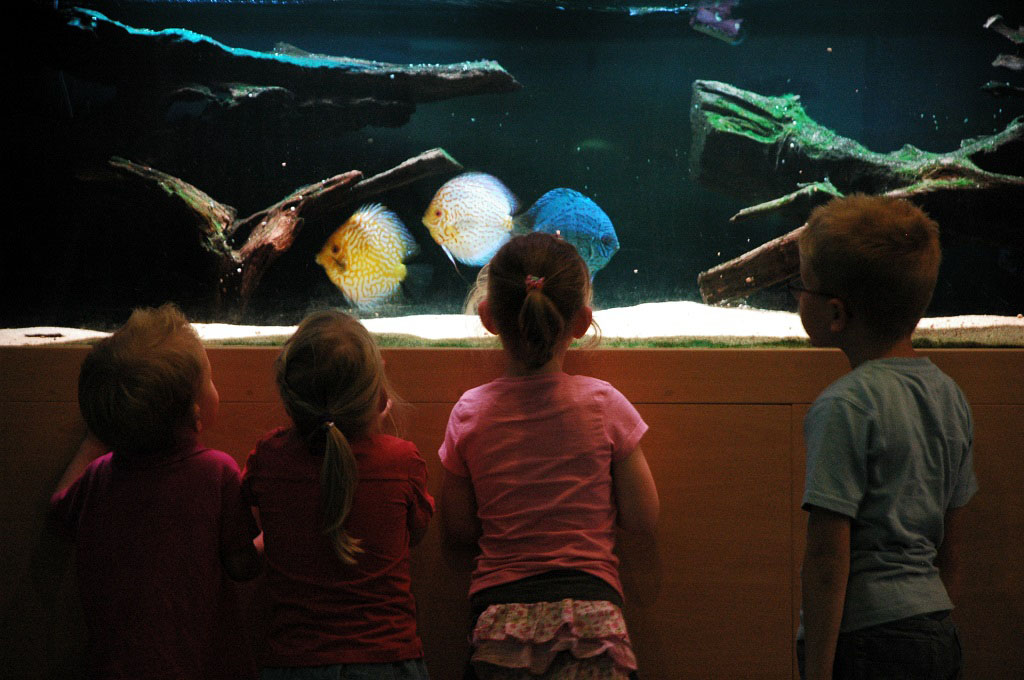 Gluren naar de vissen in het aquarium.