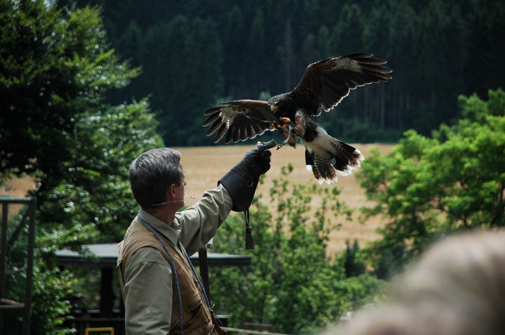 Altijd geslaagd bij kinderen: de roofvogelshow.