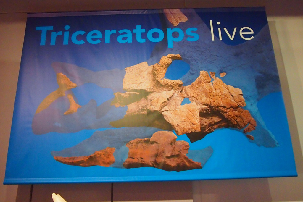 Triceratops wordt live gereconstrueerd