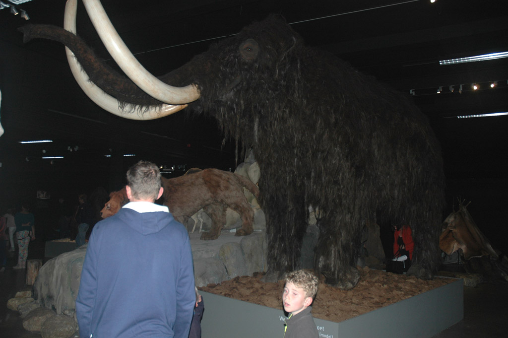 Oog in oog met een levensechte mammoet in het Natuurmuseum Brabant.