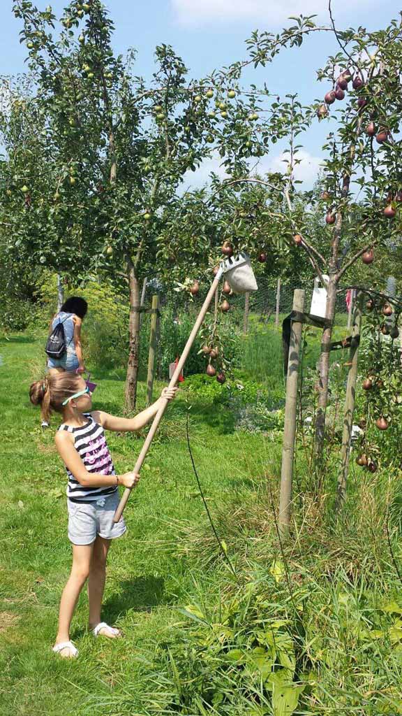 Appels plukken met een handige appelplukker.