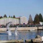 Dolfinarium met kinderen dolfijnen in de dolfijnendelta