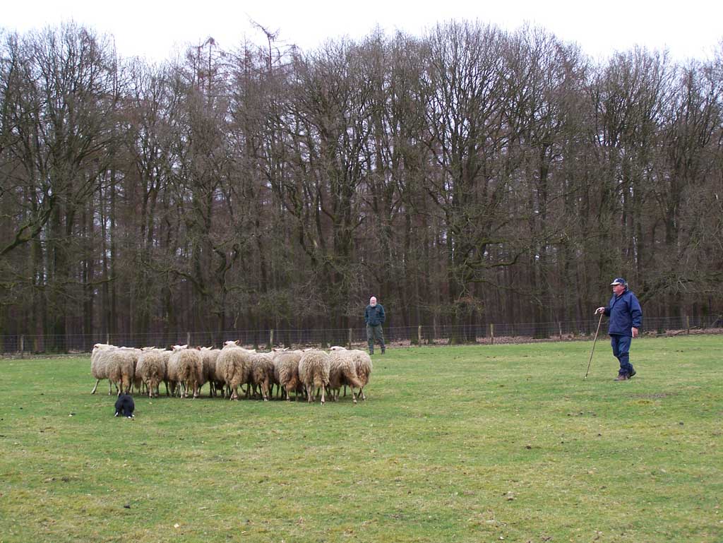 Demonstratie schapen drijven.