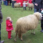 Is dat schaap nu zo groot of dat meisje zo klein?