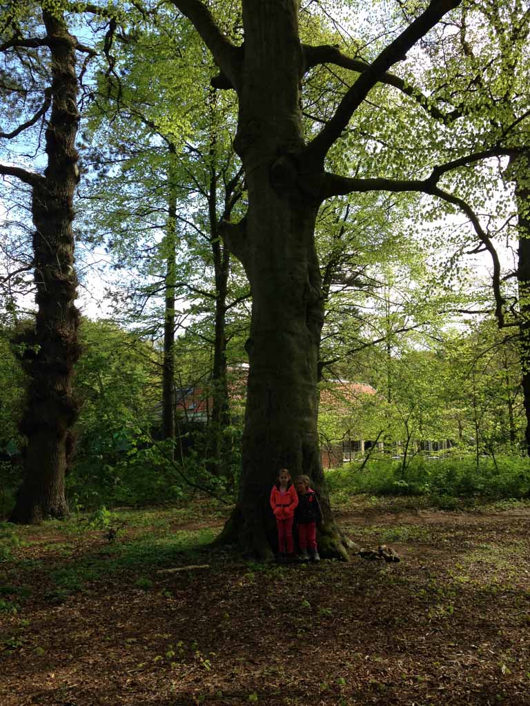 Speeltuin Groenendaal heeft een hele fraaie ligging en dan kom je zomaar dit soort grote bomen tegen.