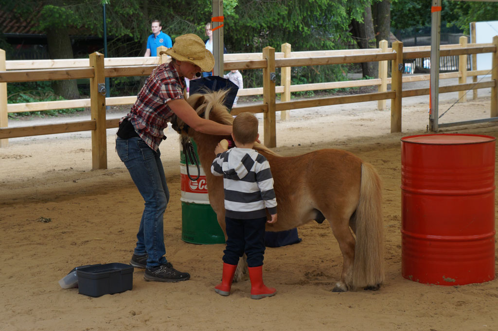 Kennismaking met de pony's.