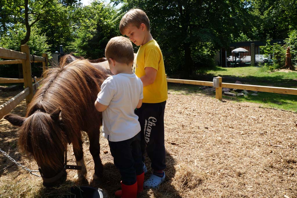 Pony Roosje verzorgen. Op de achtergrond zie je de cottage.