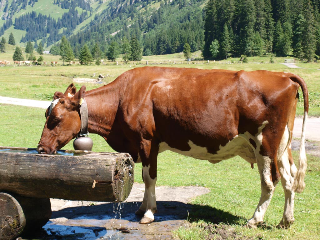 Niet alleen wij waren toe aan een pauze. Ook deze koe had dorst.