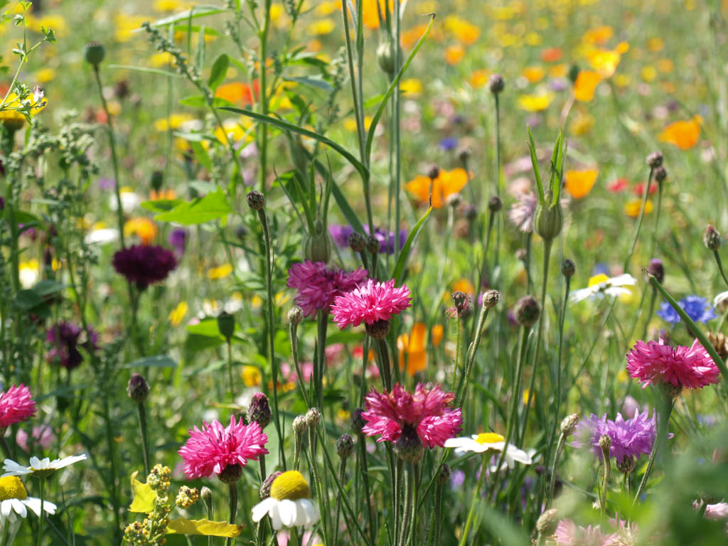 Prachtige wilde bloemen!