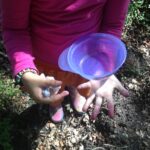 Bosbessen-plukken-met-kinderen-op-de-Veluwe