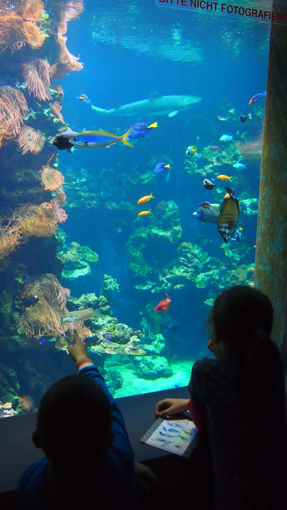 Blijft mooi: een aquarium met kleurrijke vissen.