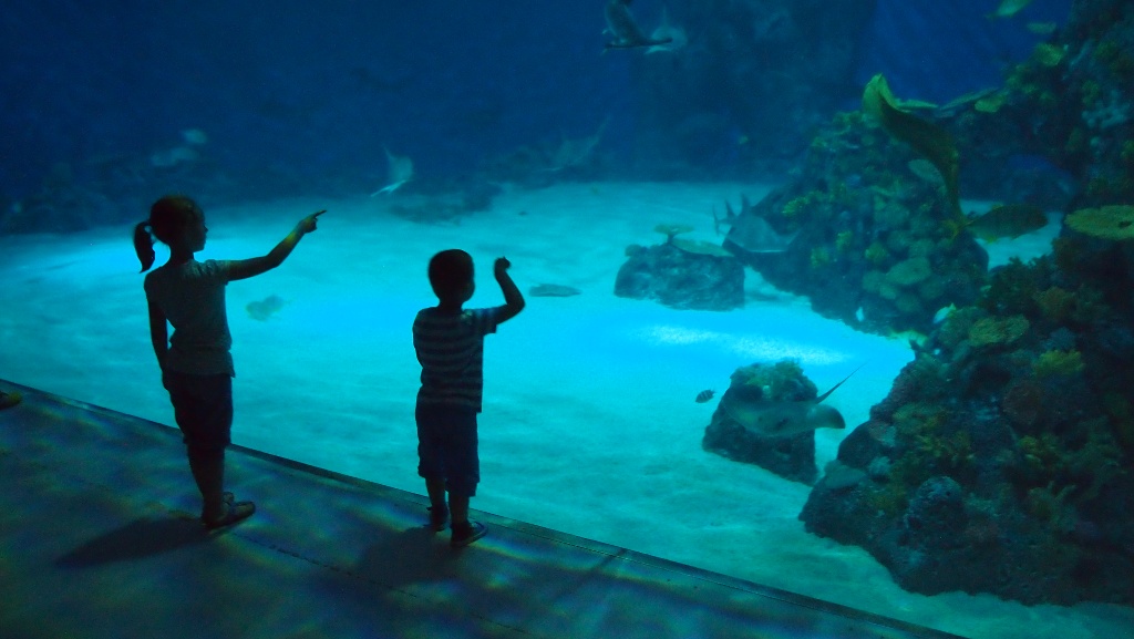 Geopend sinds 2013: Den Bla Planet, het aquarium van Kopenhagen.