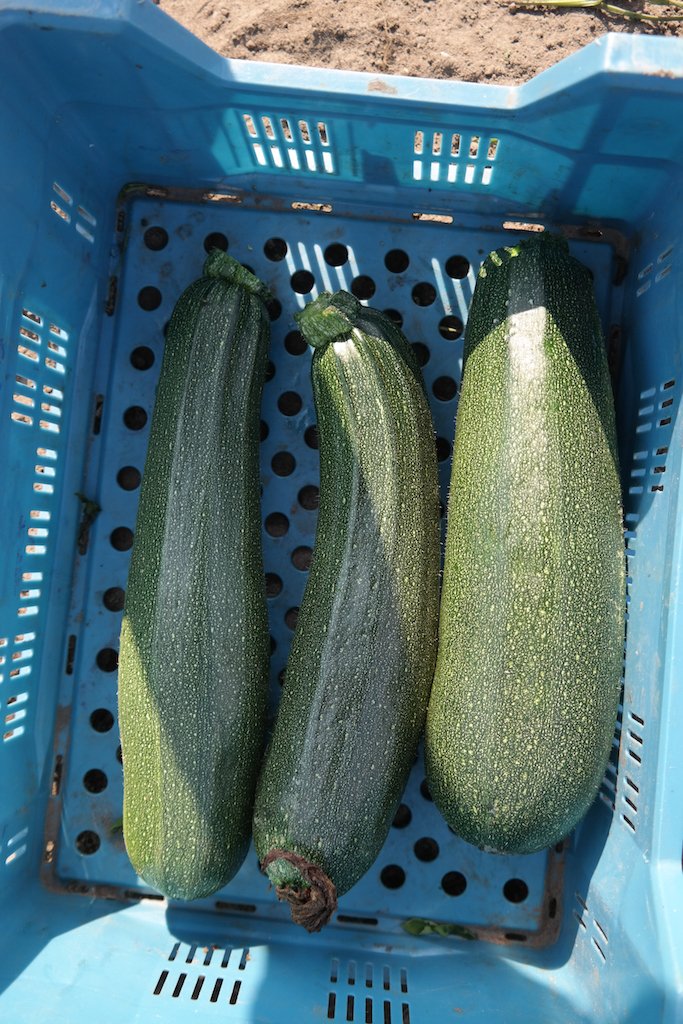 De courgette voor de soep.