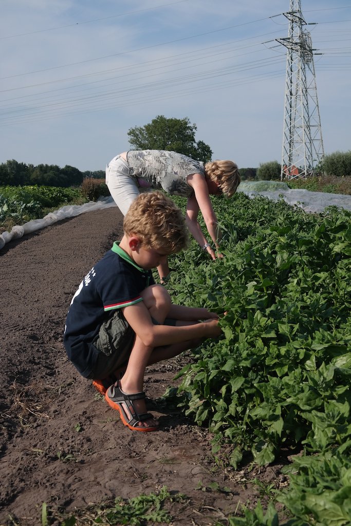 Samen met de kinderen spinazie oogsten.