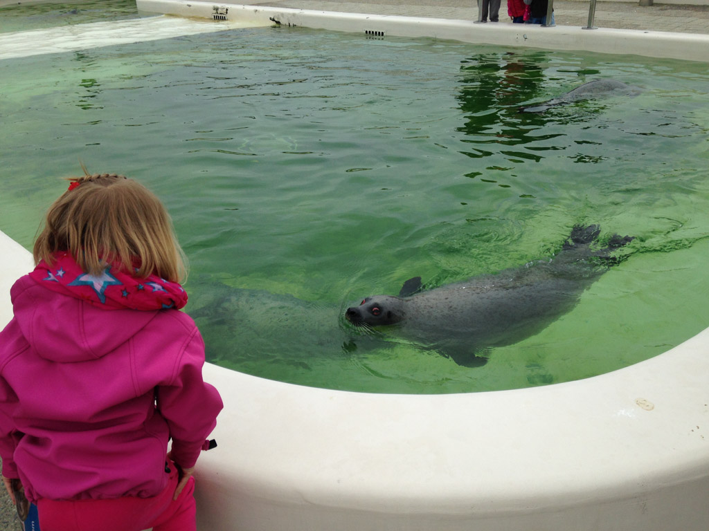 We kunnen de zeehonden goed zien.