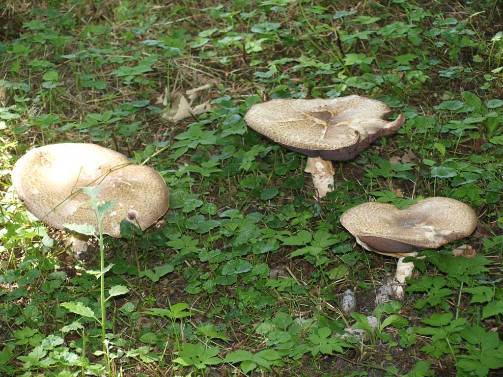 Paddenstoelen in het bos.