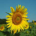 Dordogne met kinderen, velden vol zonnebloemen