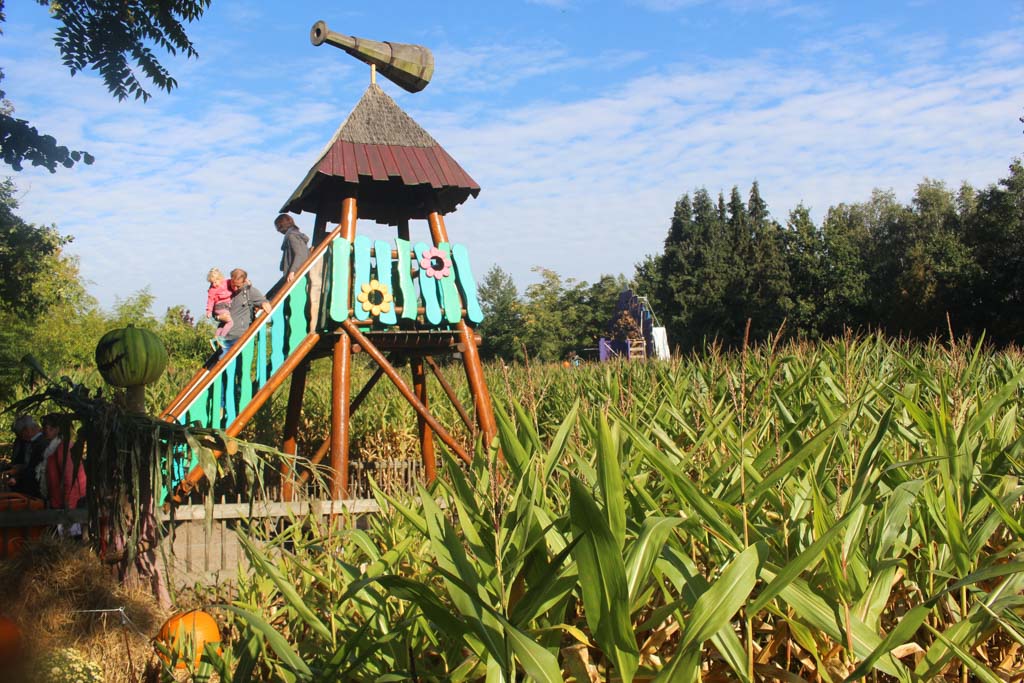 Zoek de vogelverschrikker in het maisdoolhof.