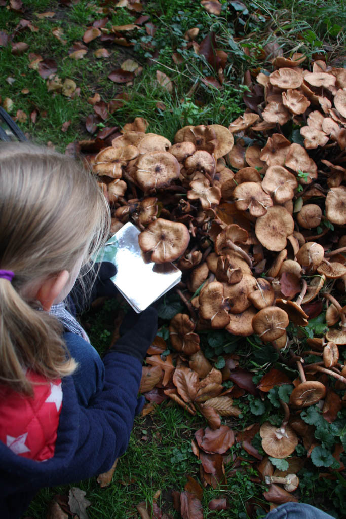 Paddenstoelen bestuderen.