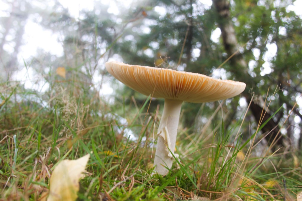 Voordeel van wandelen in de herfst, mooie paddestoelen.