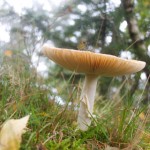 HogeVeluwe-wandelen-met-kinderen7