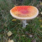 HogeVeluwe-wandelen-met-kinderen8