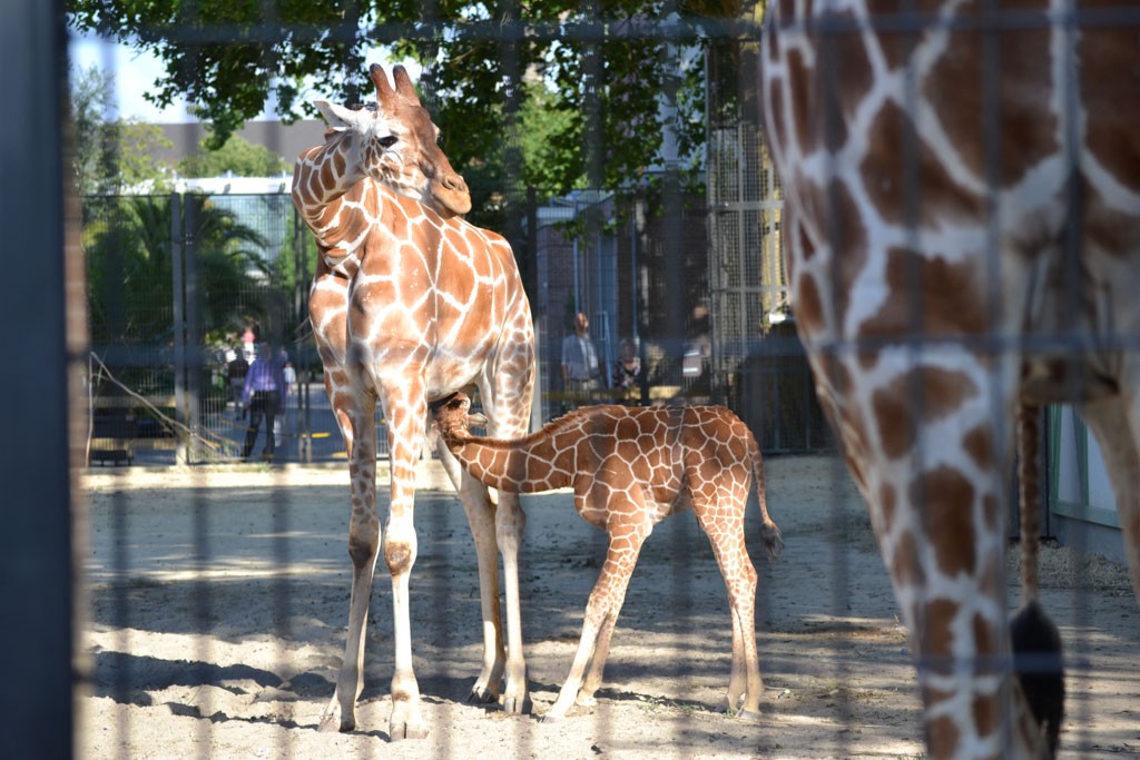 Giraffe met een kleintje.