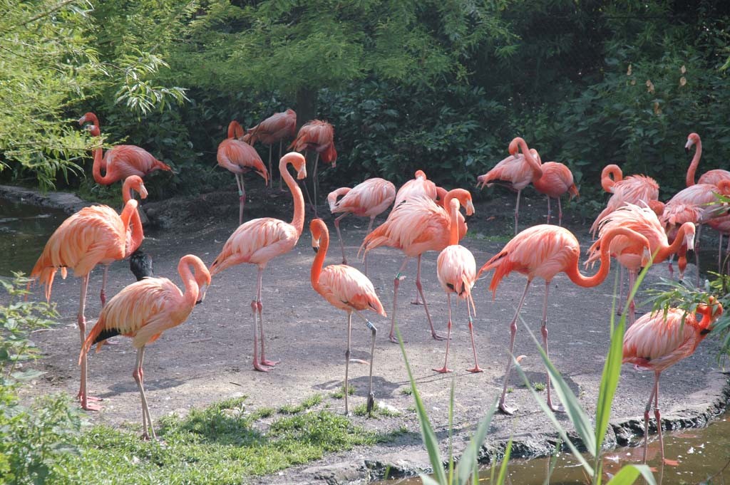 Mooie flamingo's.