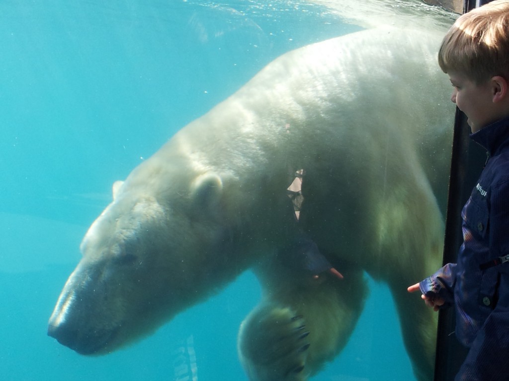 Echte ijsberen zien zwemmen, dat kan in Blijdorp.