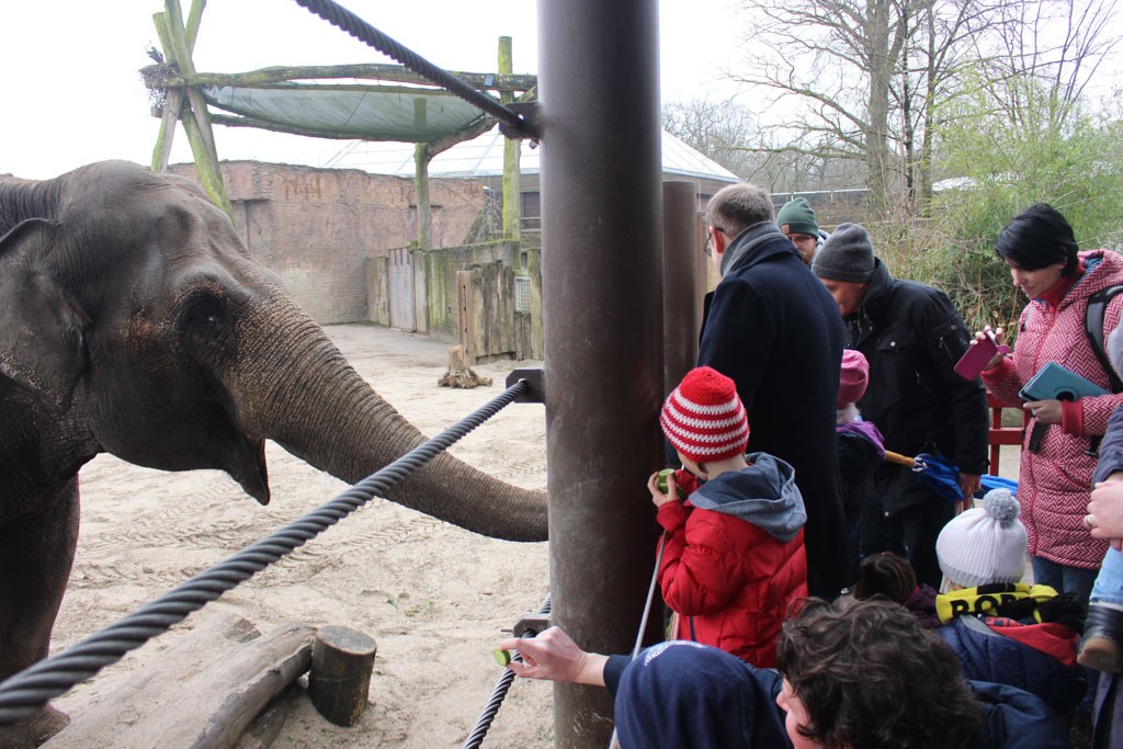 Het is druk bij het voeren van de olifanten.