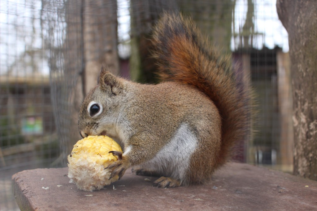 Deze eekhoorn was ook al voorzien van eten.