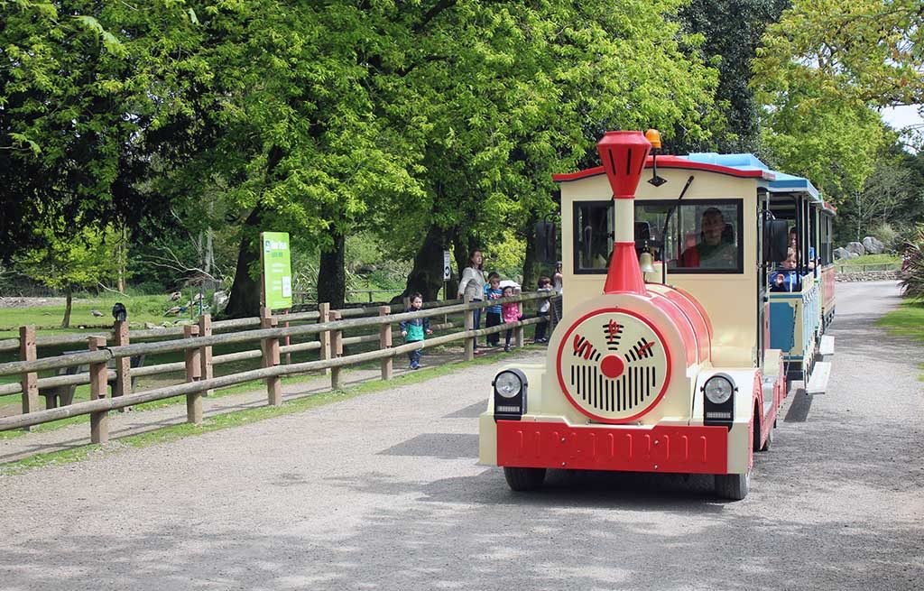 Je kunt ook met een treintje door de dierentuin.