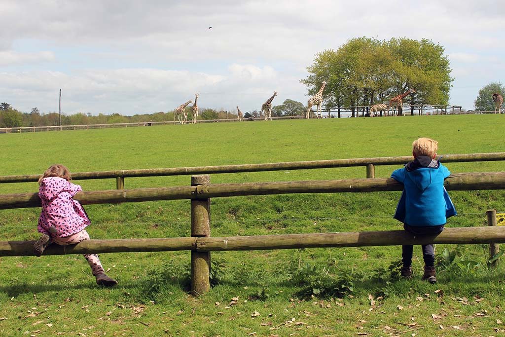 Safari op een groot groen grasveld.