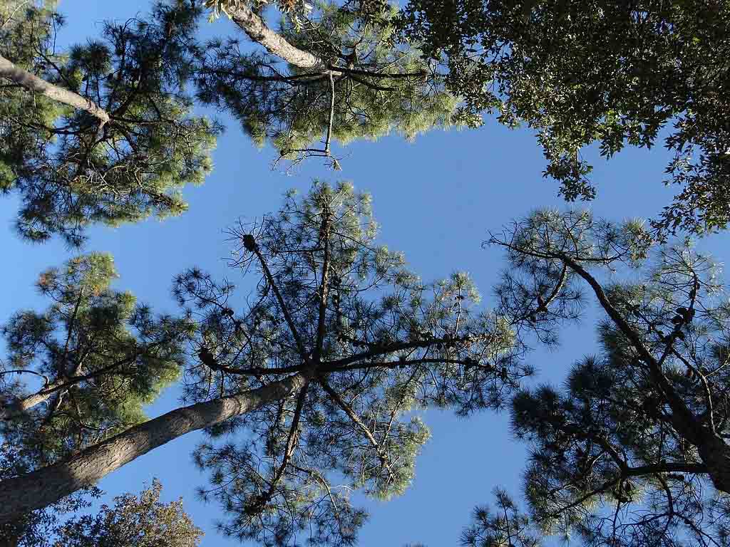 Zeker in de zomer is het fijn dat de hoge bomen voor schaduw zorgen.