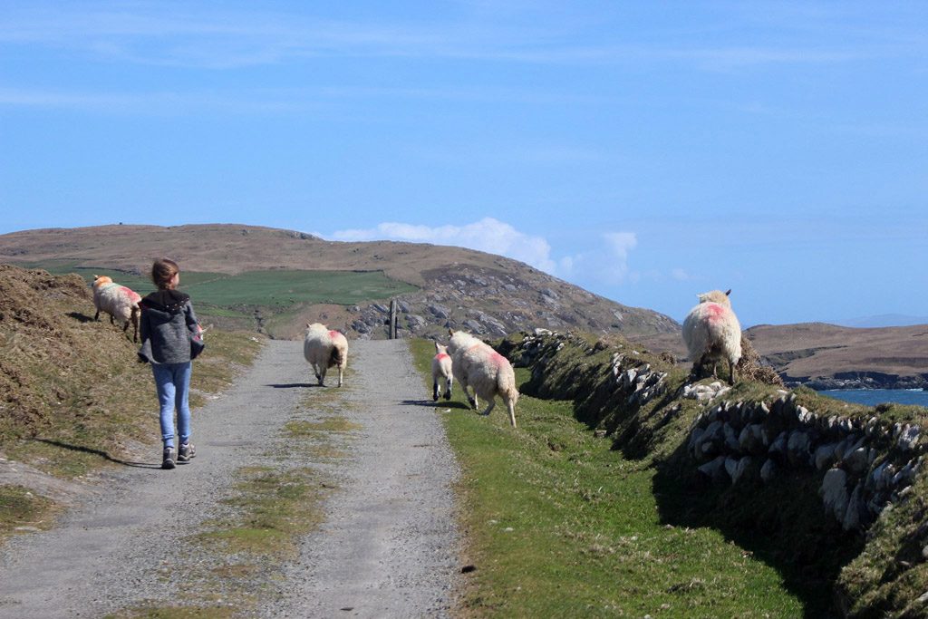 Er zijn veel meer schapen dan mensen op dit eiland.