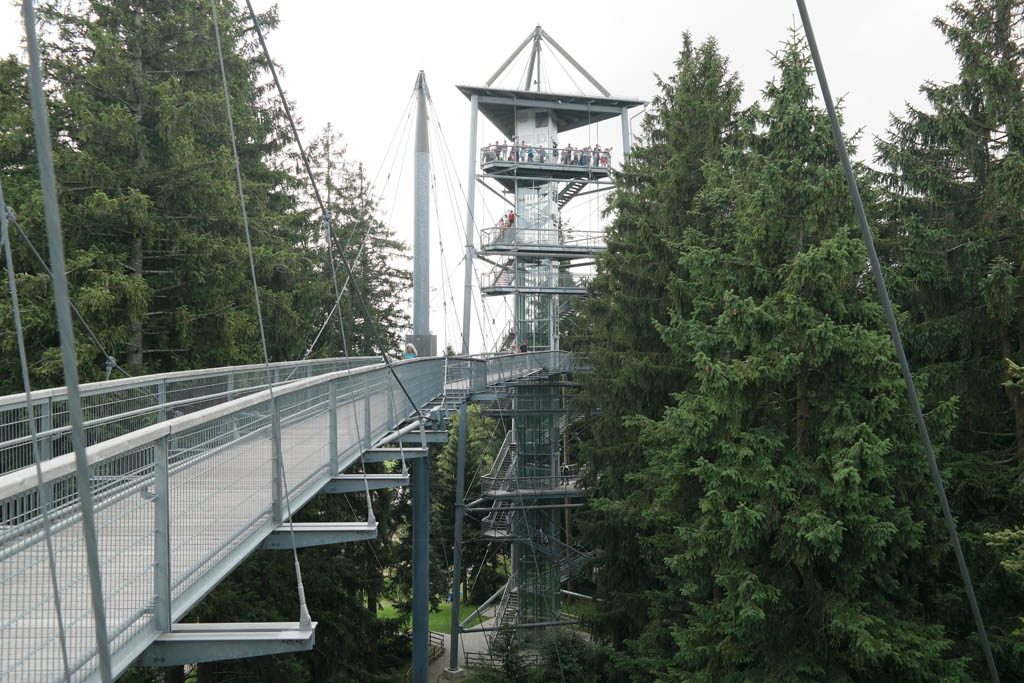 Via het boomkroonpad naar de uitzichttoren.