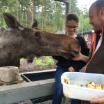 Roos mag de elanden voeren.