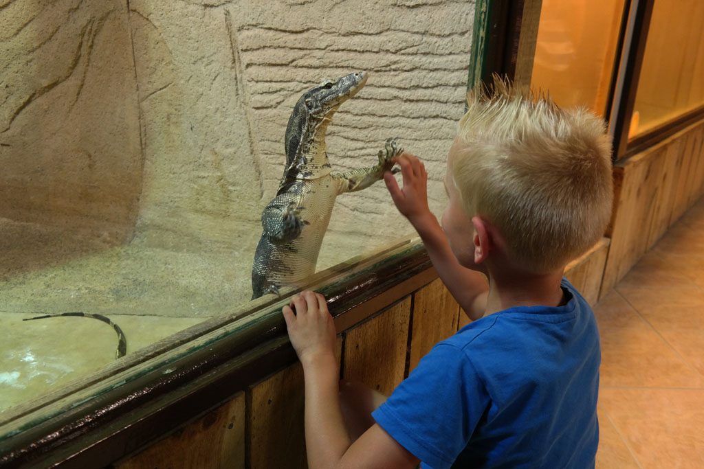 Contact met de dieren in Alligator Bay.