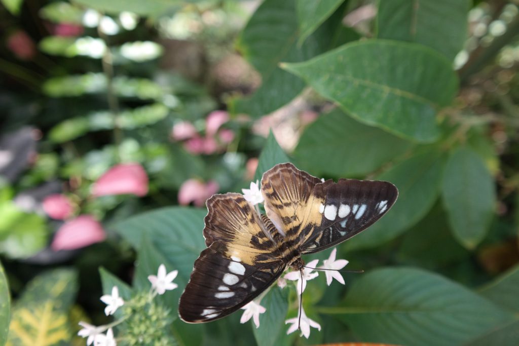 In de vlindertuin van Mainau.